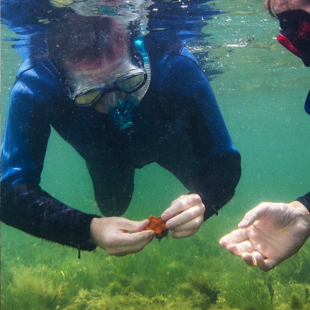 underwater shot of Ryan in a wetsuit, mask and snorkel holding a starfish, someone out of shot holds their hand out